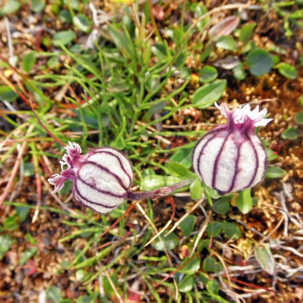 Silene uralensis arctica Svalbard Longyearbyen 2014 4 A.Elven a